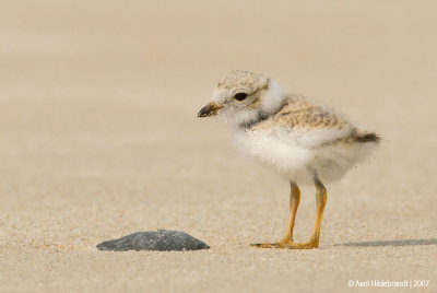 PipingPlover26c0242.jpg