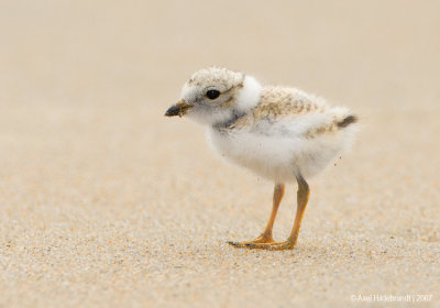 PipingPlover28c0313.jpg