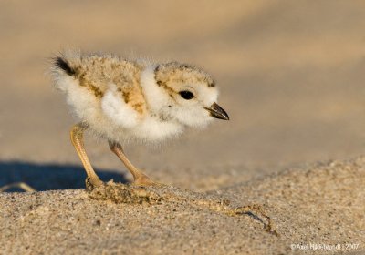 PipingPlover33c0771.jpg