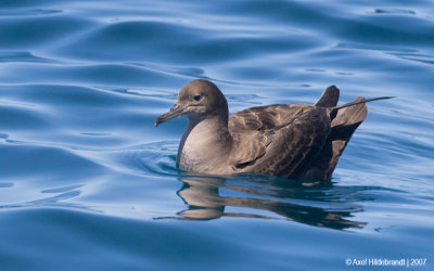 SootyShearwater03c1796.jpg