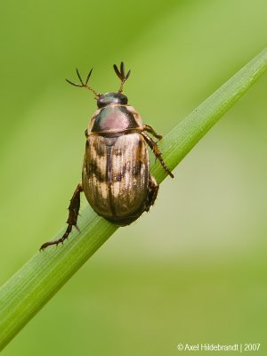 Beetle01c2998.jpg