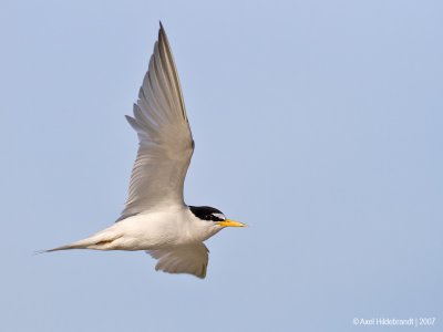 LeastTern23c4866.jpg