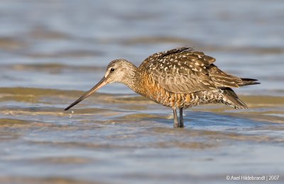 HudsonianGodwit09c5341.jpg