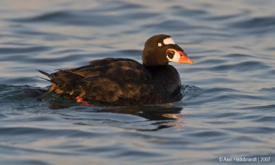 SurfScoter02c5156.jpg