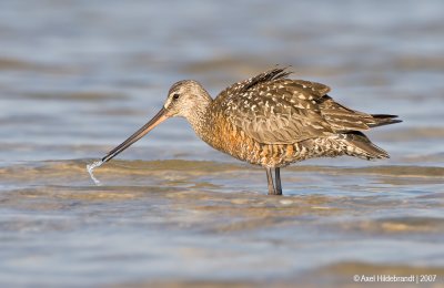 HudsonianGodwit12c5343_1.jpg