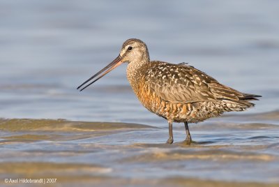 HudsonianGodwit13c5404.jpg