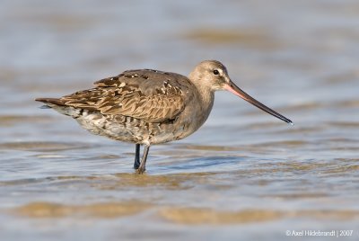 HudsonianGodwit14c5518.jpg