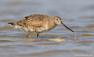 HudsonianGodwit15c5552.jpg