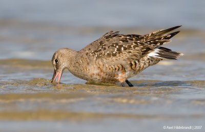 HudsonianGodwit16c5637.jpg