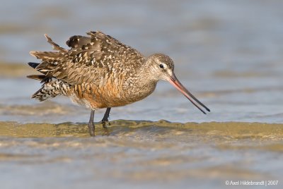 HudsonianGodwit17c5589.jpg