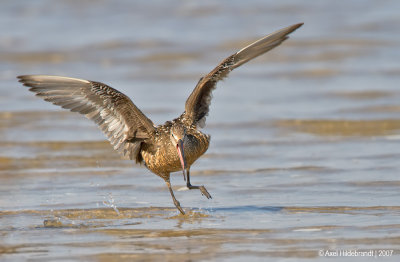 HudsonianGodwit19c5453.jpg