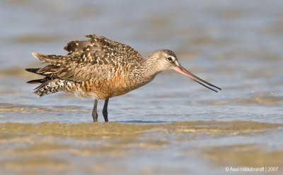 HudsonianGodwit20c5591.jpg