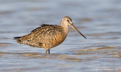 HudsonianGodwit21c5379.jpg