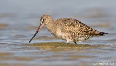 HudsonianGodwit22c5558.jpg