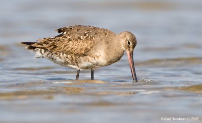 HudsonianGodwit23c5557.jpg