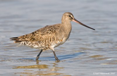 HudsonianGodwit24c5679.jpg