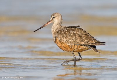 HudsonianGodwit25c5607.jpg