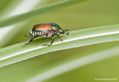 JapaneseBeetle03c5885.jpg