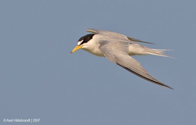 LeastTern27c0297.jpg