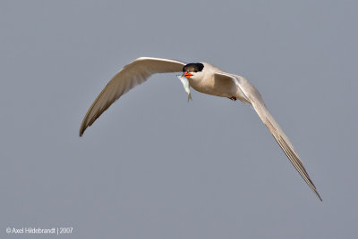 CommonTern48c0372.jpg