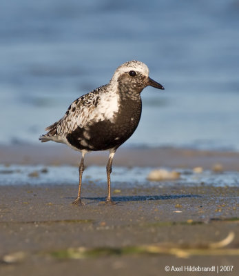Black-belliedPlover13c2111.jpg