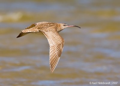 Whimbrel