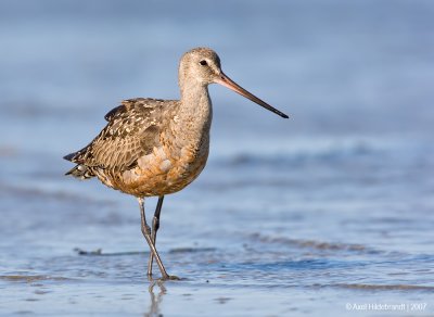 HudsonianGodwit33c2284.jpg