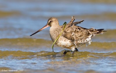 HudsonianGodwit35c2514.jpg