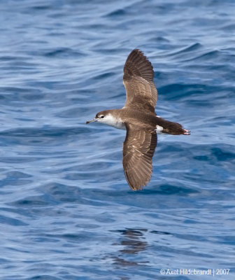 AudubonsShearwater02c3853.jpg