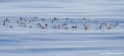 Red-neckedPhalarope01c4148.jpg