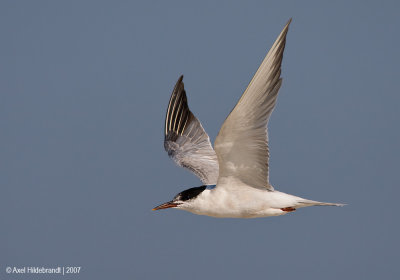 CommonTern51c6885.jpg