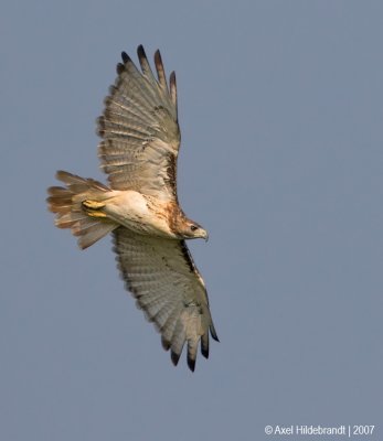 Red-tailedHawk26c7437.jpg