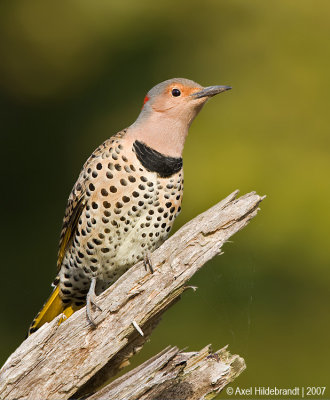 Northern Flicker