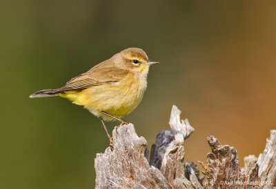 PalmWarbler01c9111.jpg