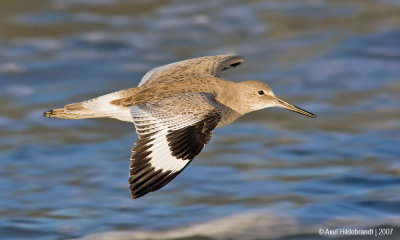 Willet08c9410.jpg