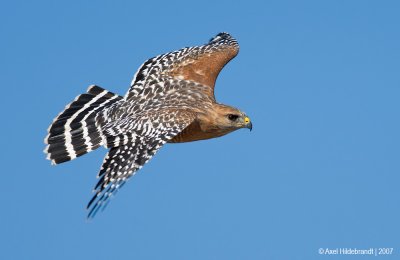 Red-shoulderedHawk01c9869.jpg