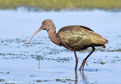 White-faced Ibis