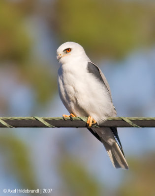 White-tailed Kite