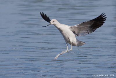 American Avocet