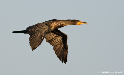 Double-crestedCormorant13c9371.jpg