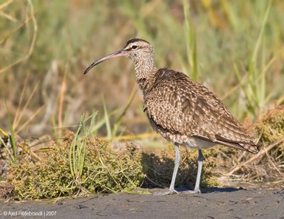 Whimbrel05c9683.jpg
