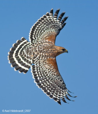 Red-shoulderedHawk04c9865.jpg