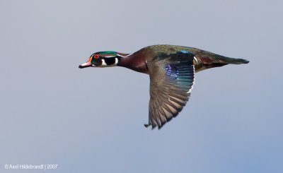 WoodDuck11c1235.jpg