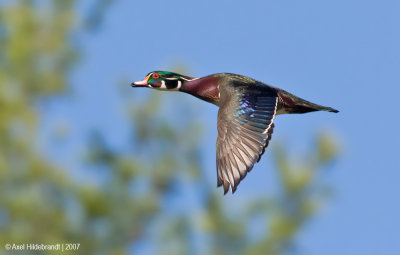 WoodDuck12c1237.jpg