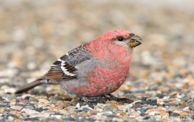 PineGrosbeak18c6556.jpg