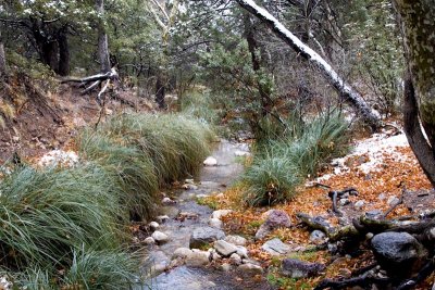 Garden Creek in winter.