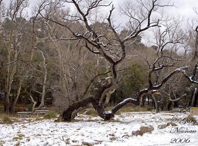Winter trees. Moisture from snow turns bark black in appearance.