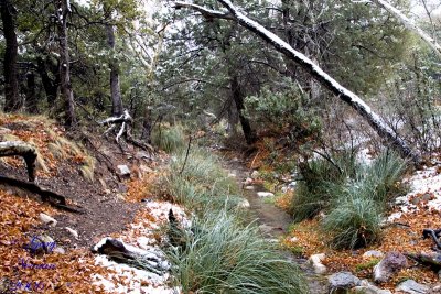 Garden Creek in winter.