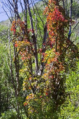 Virginia Creeper vine turns red in fall.
