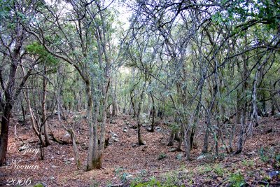 The forest is beautiful year round.